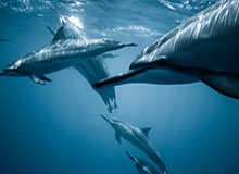 CBA-六人得分上双 浙江方兴渡大胜深圳马可波罗